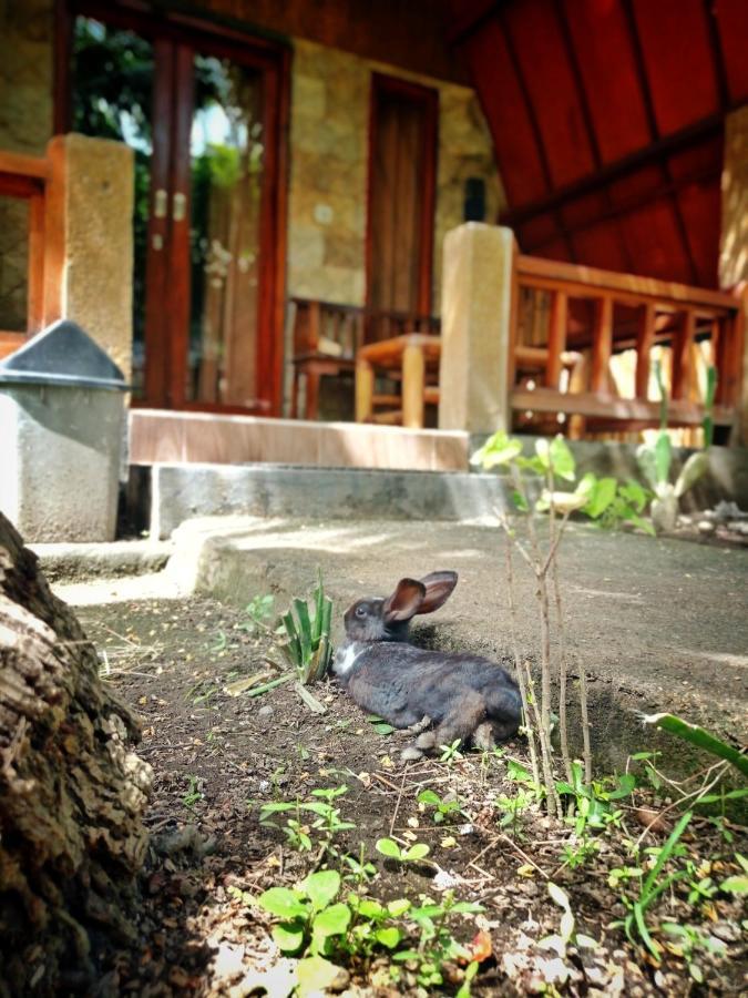 Follow The Rabbit Bungalow غيلي آير المظهر الخارجي الصورة