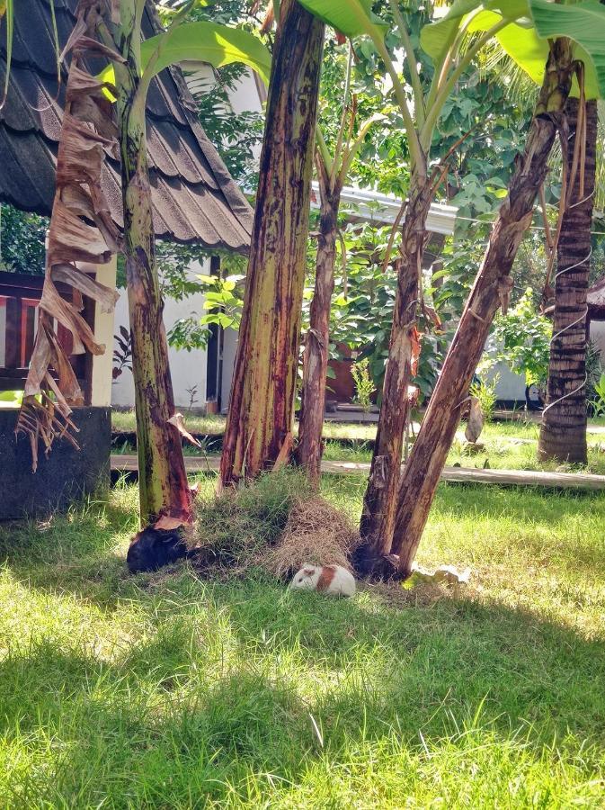 Follow The Rabbit Bungalow غيلي آير المظهر الخارجي الصورة